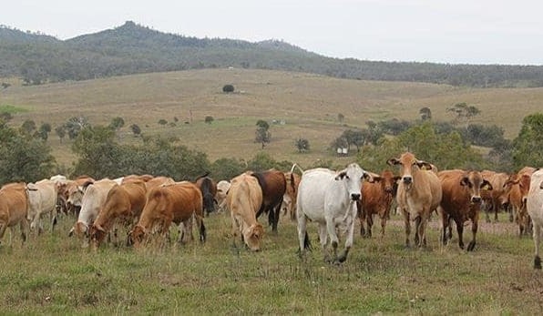 Long-term genetic focus helps weather variable seasons