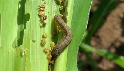 “Too many paddocks being lost”: Fall armyworm impacting beef fodder crops