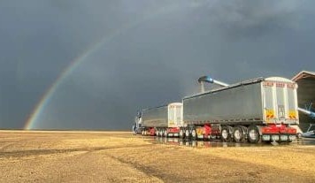 Feedgrain Focus: Prices jump after wet week for sorghum