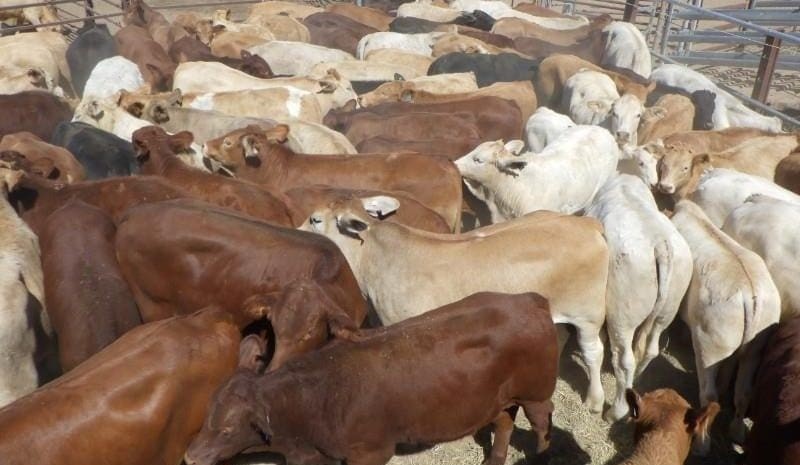 Most categories show solid rises in 14,916 head AuctionsPlus offering