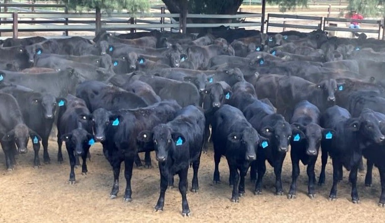 Heifers and some steers sharply down in 17,509 head online offering
