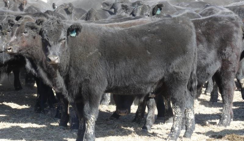 Steers and heifers mostly firmer in 14,978 head AuctionsPlus offering