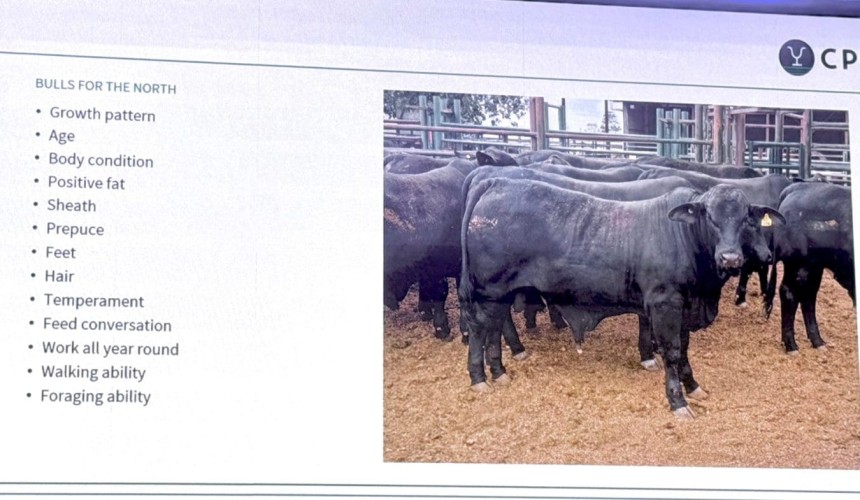 CPC’s Troy Setter provides a checklist for bull breeders looking to sell bulls into the north