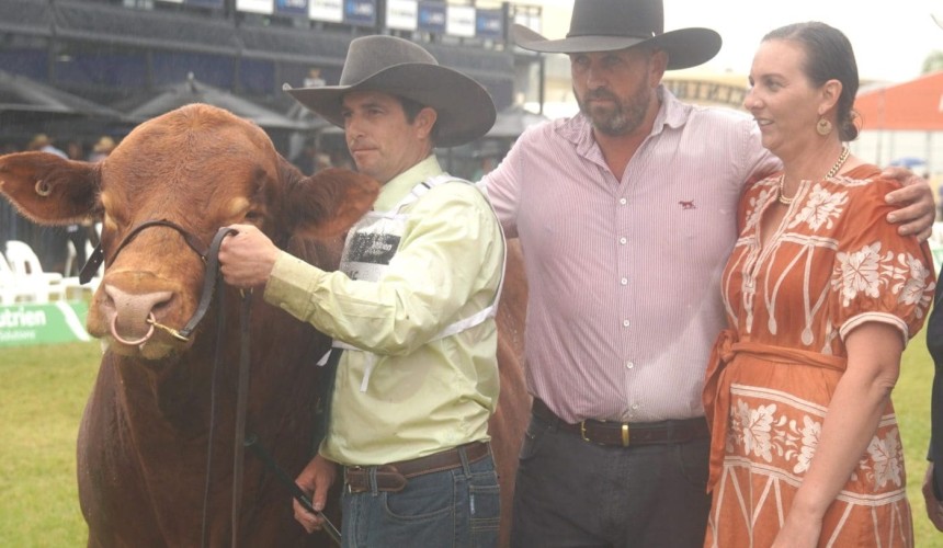Limousin, Santa Gertrudis & Angus share top interbreed honours at nation’s largest stud beef showing
