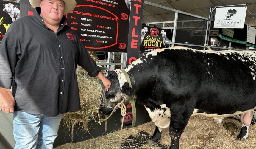 Beef 2024: Wattle Grove whopper is slimmed-down sire
