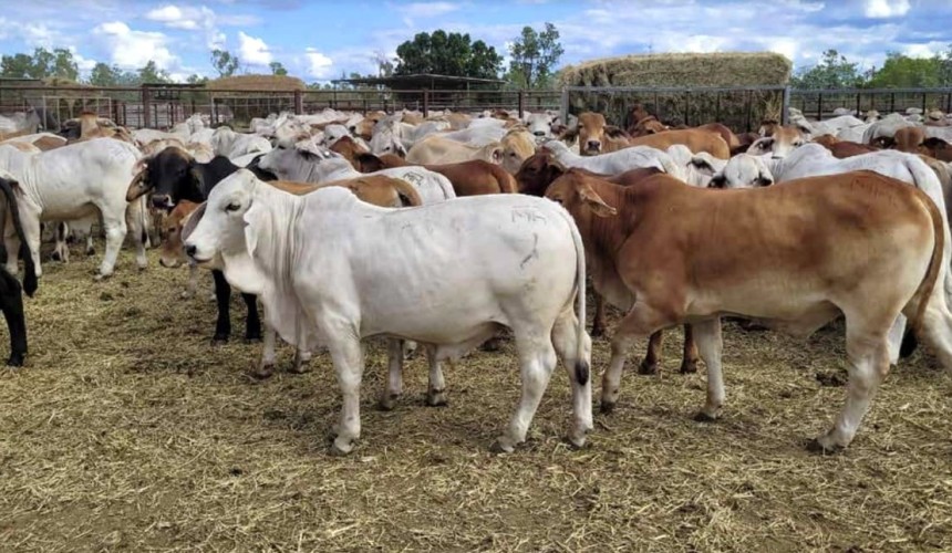 RFM Gulf aggregation with carbon potential likely to make circa $50m