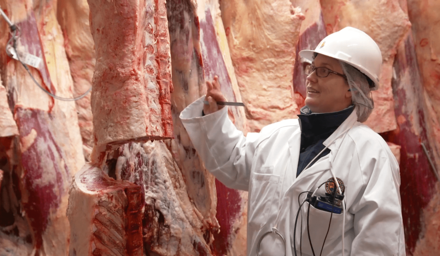Could more cattle enter MSA pathways via saleyards?