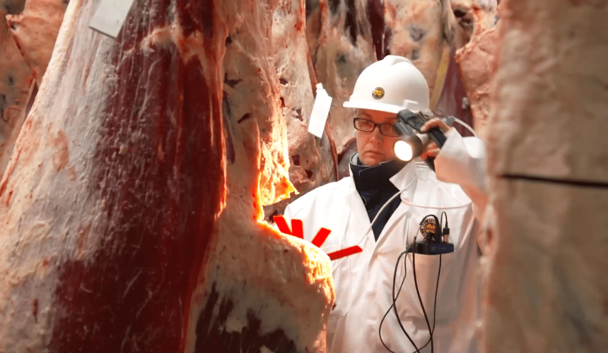 Beef 2027 National Carcase competition judging officially underway