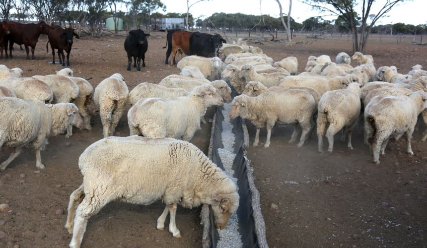 Researchers to investigate prevalence of PFAS in livestock