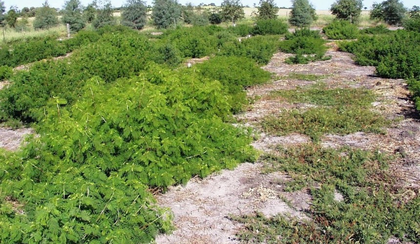 Long-forgotten 1970s-80s pasture trial sites delivering new industry legacy