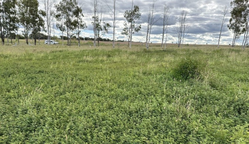 Reducing methane while supporting livestock gains through pasture selection