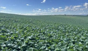 Feedgrain Focus: Volume, values lift in patchy season