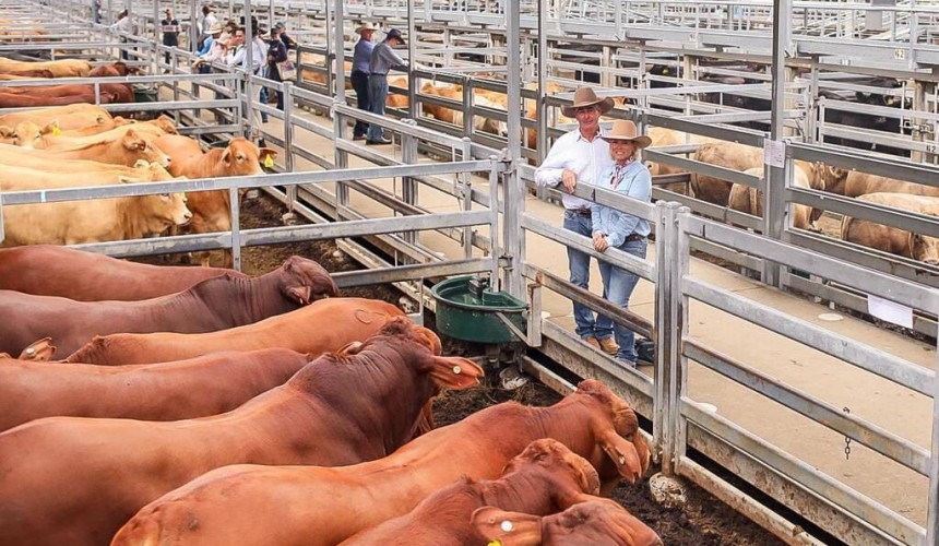 Droughtmaster entries claim Beef 2024 Prime Cattle grainfed double