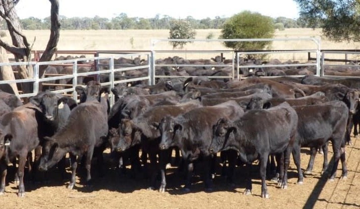 Lighter steers easier, heavier descriptions firmer on AuctionPlus