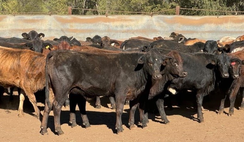 Price trends mixed in larger 16,839 head AuctionsPlus offering