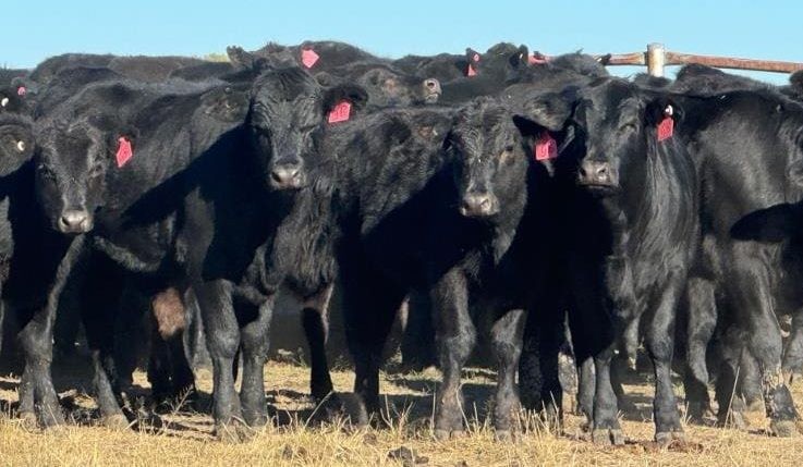 Heifer prices softer in smaller 12,416 head AuctionsPlus offering