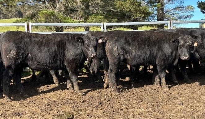 Steer prices stronger in 16,700 head online offering