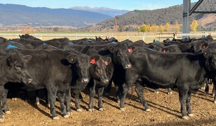 Heifers stronger in value in 17,500 head AuctionsPlus offering
