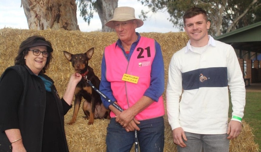 Casterton auction’s $20,000 top dog heads back to Gippsland