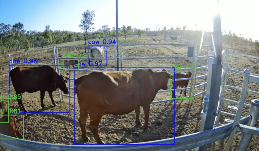 Artificial intelligence is being trained to monitor cattle
