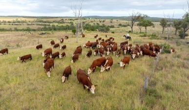 Exciting opportunity to drive further growth of progressive breed society