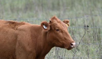 Aussie smart ear tag making inroads into major beef markets around the world