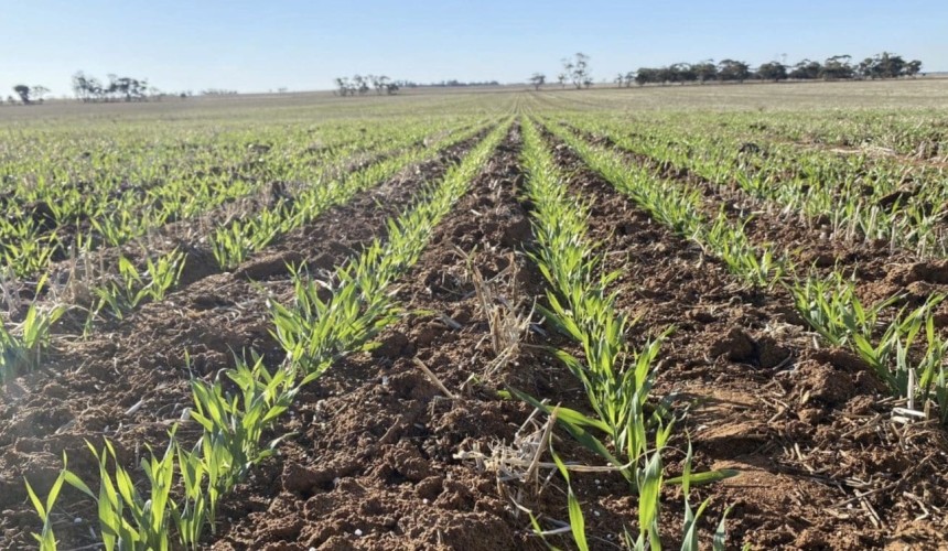 Feedgrain Focus: Prices dip on widespread rain