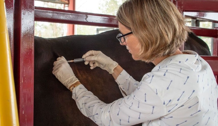 UQ tick vaccine trials show promise