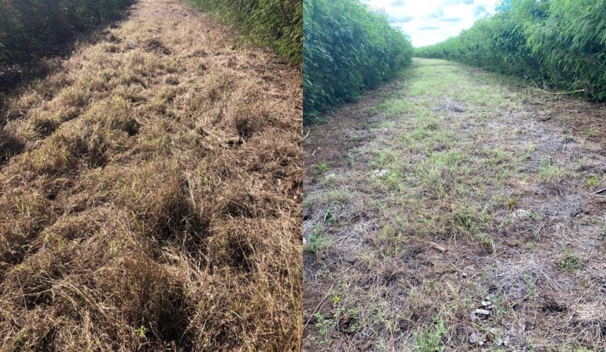 Long-term pasture dieback research shows some clear trends
