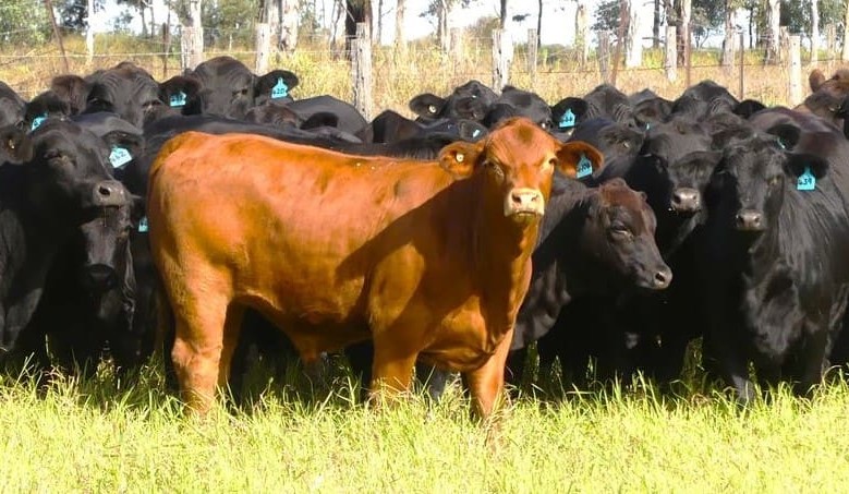 Movement at the station: Recent Queensland property listings