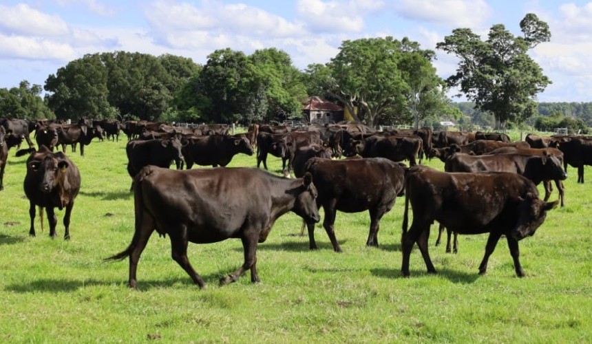 Hancock secures Sumo herd in major Wagyu deal