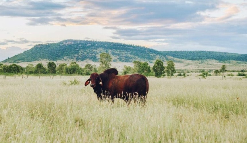 Central Qld Brahman breeders start turning over soil carbon credits