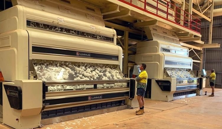 NT cotton defies challenging start to season