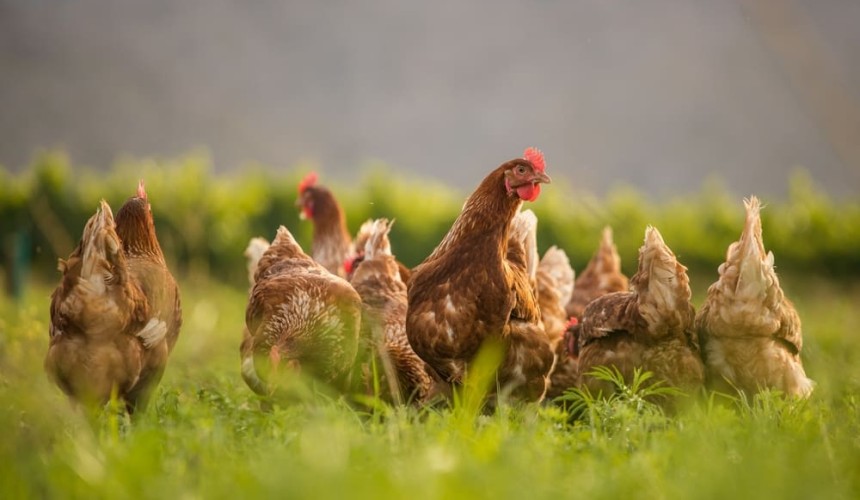 Are Australian cattle at risk from bird flu?