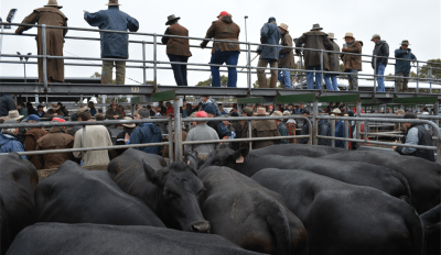 RLX to close Victoria’s Camperdown saleyards