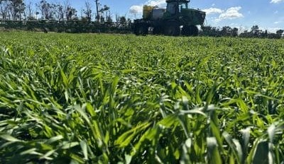 Feedgrain Focus: Prices drop as south’s season gains ground