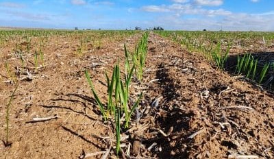 Feedgrain Focus: Southern dry boosts local demand