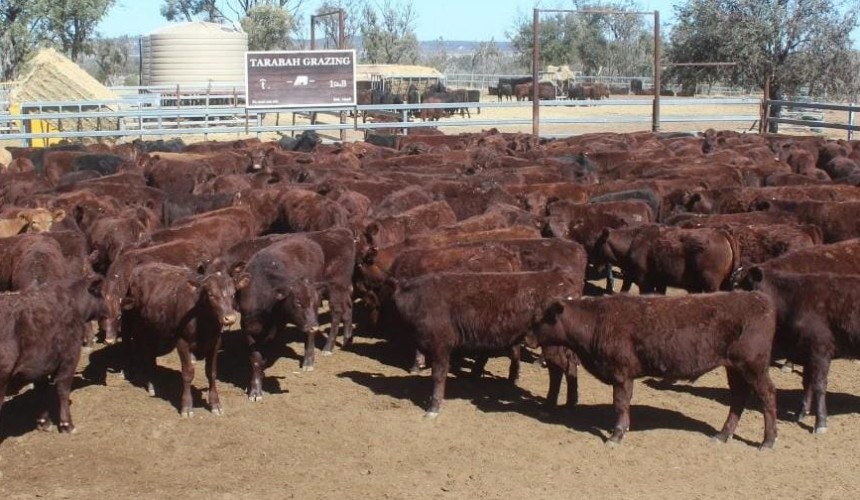 Heavier steers and heifers trend higher in 9525 head AuctionsPlus offering