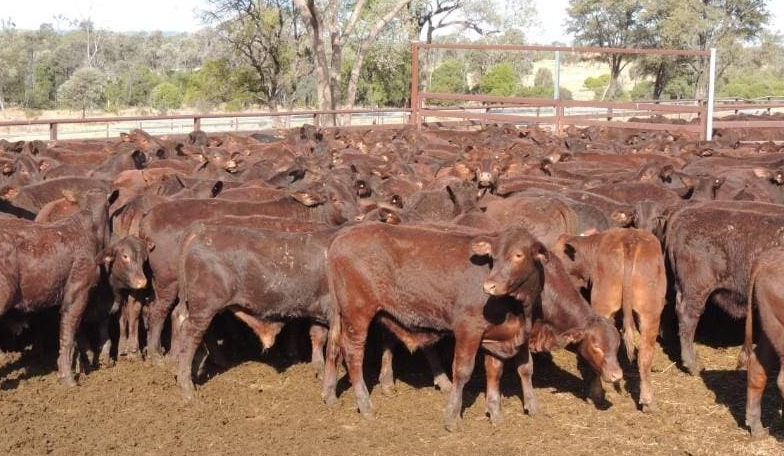 Online numbers back 26pc to 9236 head, pushing young cattle prices higher
