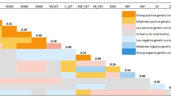Weekly genetics review: The importance of genetic correlations in selection decisions