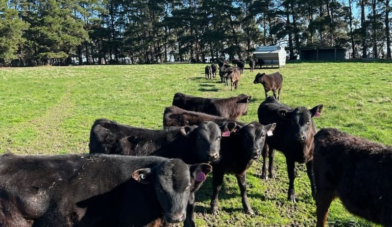 “Legendairy” beef leading way in adding value – and some of food’s biggest names can’t get enough