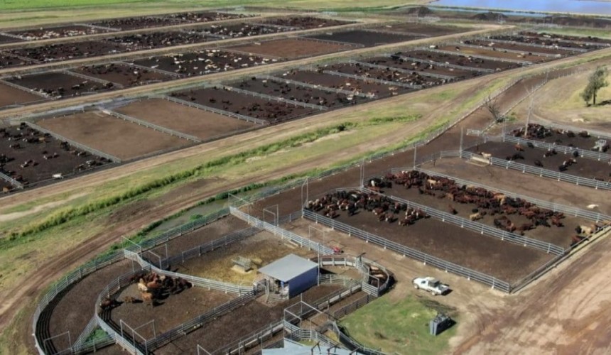 Three cattle families purchase Qld’s Moruya feedlot