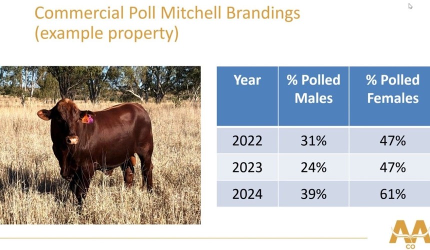 Breeding for polledness brings challenges, in AA Co’s experience