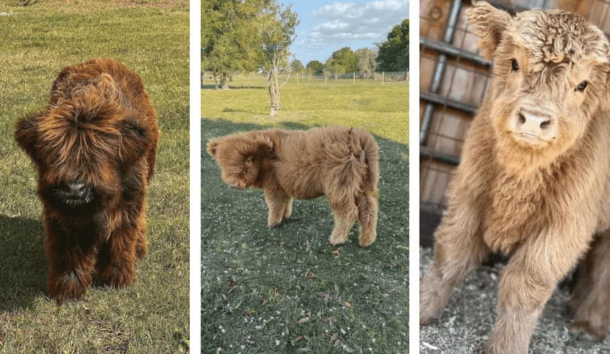 Police warning as online livestock scams spike