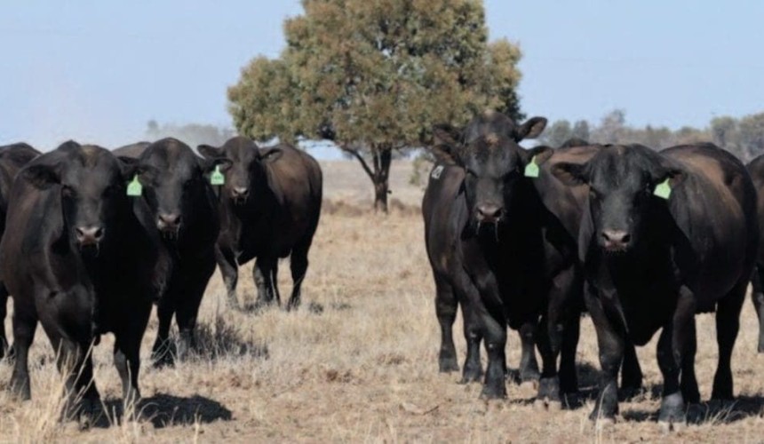 Weight for age, carcase weight and yield – keys to Raff Angus bulls’ performance  