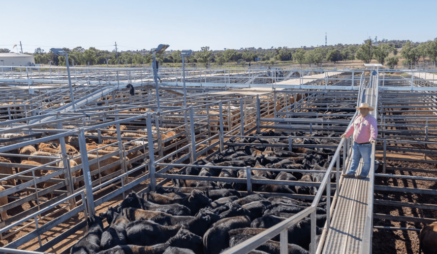Roma store sale 30 July 2024:  Dearer trends across several categories