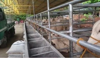 SE Asia Report: Importers of Australian cattle make the most of positive trading conditions