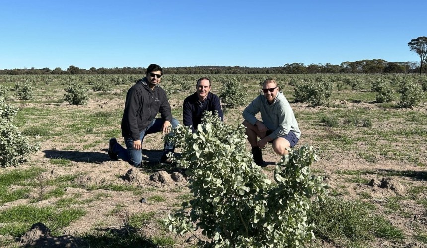 New generation saltbush saves supplementary feeding in WA