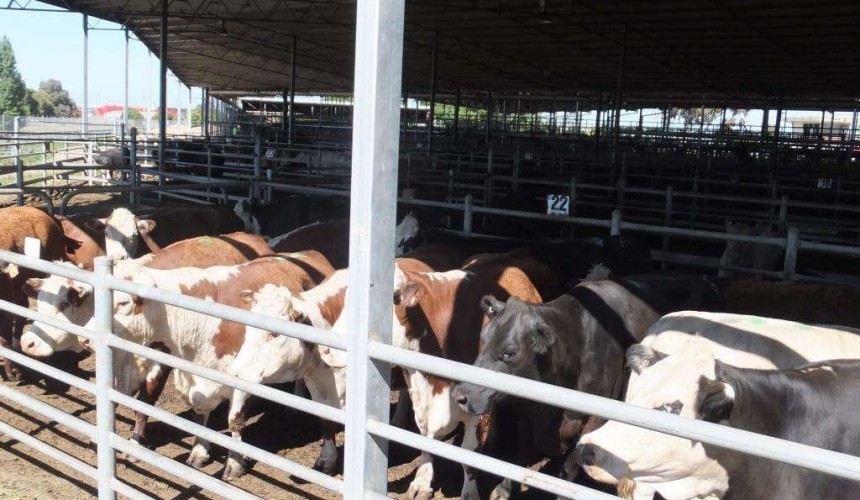 RLX to operate Shepparton Regional Saleyards
