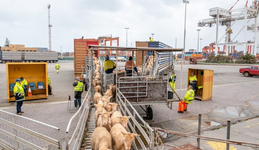 Livestock groups raise concerns as live sheep ban passes Senate